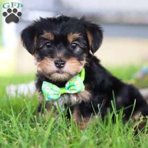 Bobby, Morkie / Yorktese Puppy